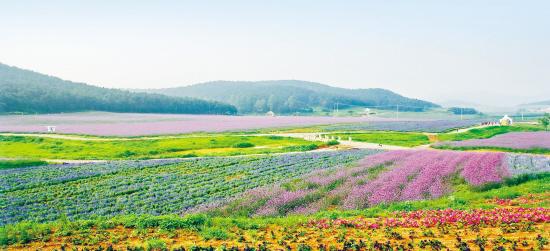 東北振興:現(xiàn)代農業(yè)站在風口