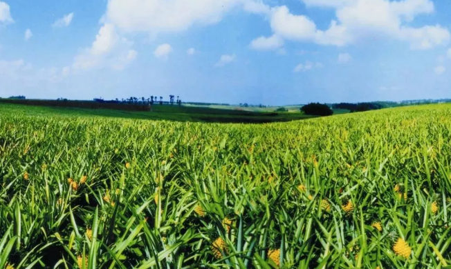 21個中央一號文件，一部中國農業現代史