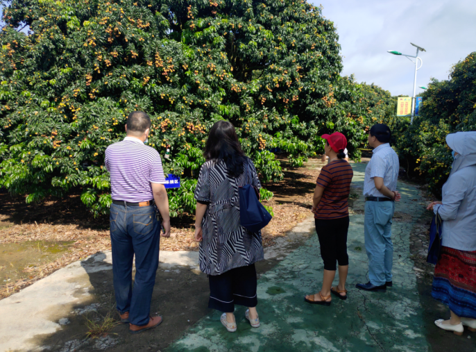 龔州大地，龍眼飄香-平南現代農業正釋放科技創新活力