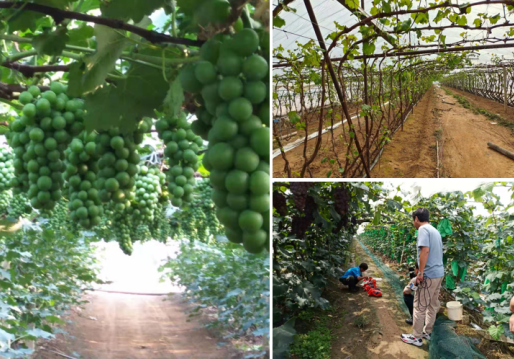 中國“水果之鄉、海蜇之鄉”蓋州市積極爭創國家現代農業產業園