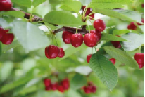 遼寧省大連瓦房店市全力推進國家現(xiàn)代農業(yè)產業(yè)園建設